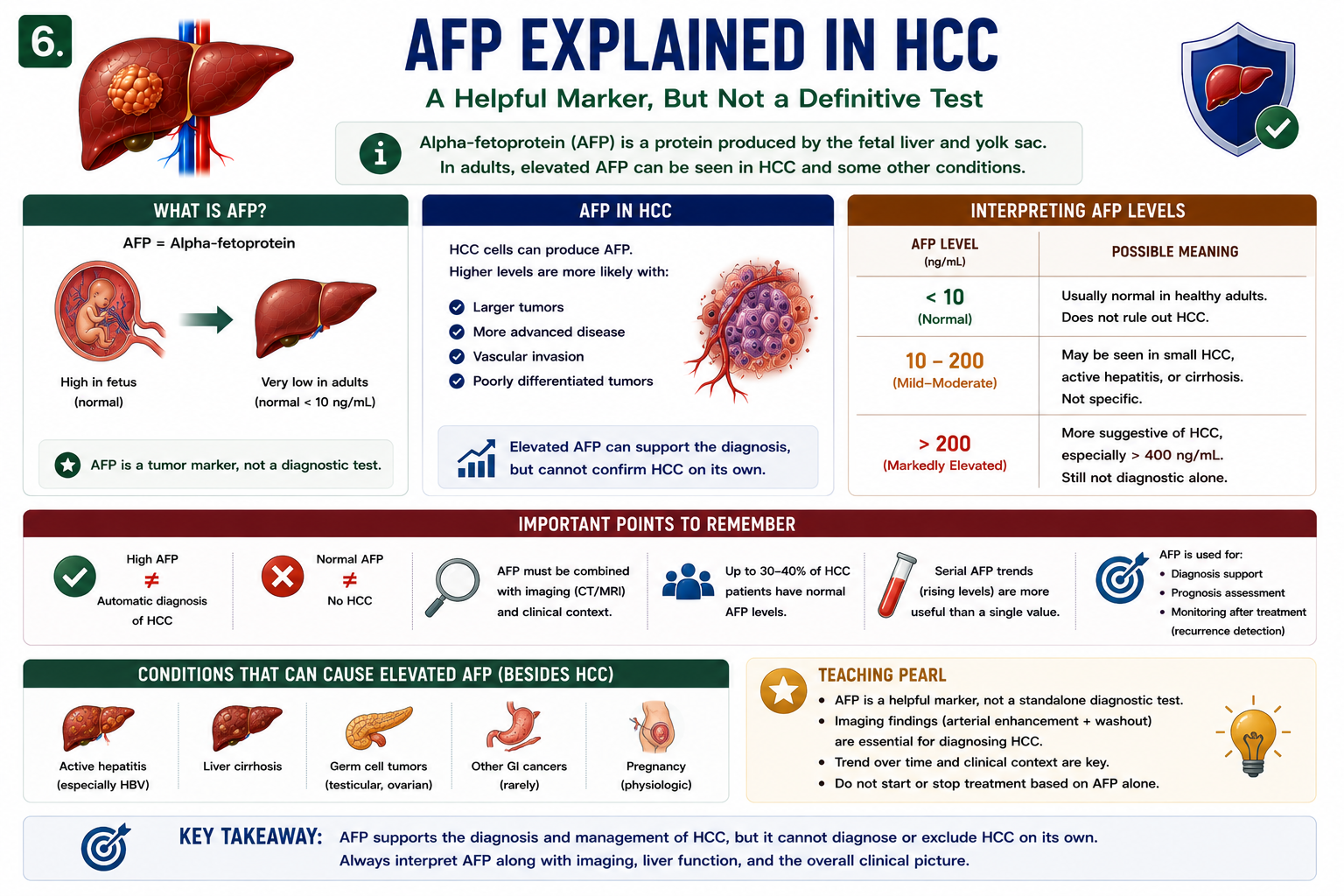 AFP and HCC showing alpha-fetoprotein may rise but cannot diagnose or exclude hepatocellular carcinoma alone