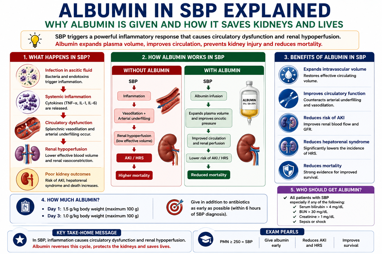 Diagram showing how SBP causes renal hypoperfusion and HRS and how albumin infusion improves circulation and reduces these complications