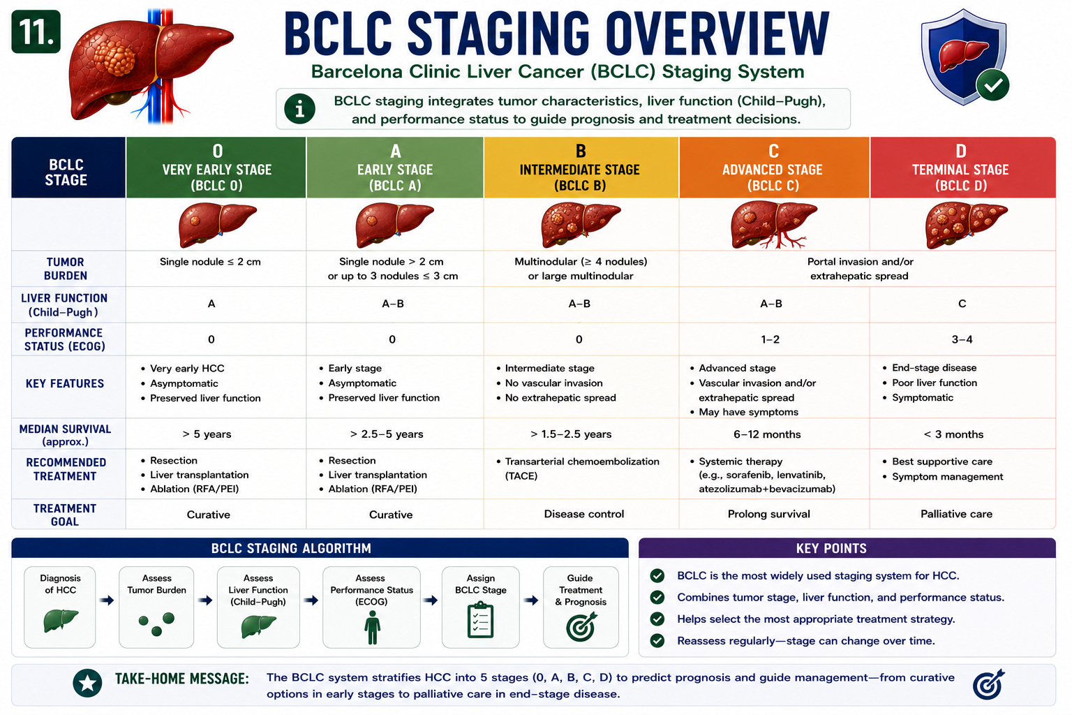 BCLC staging overview for hepatocellular carcinoma from very early to terminal incorporating tumor burden liver function and performance status