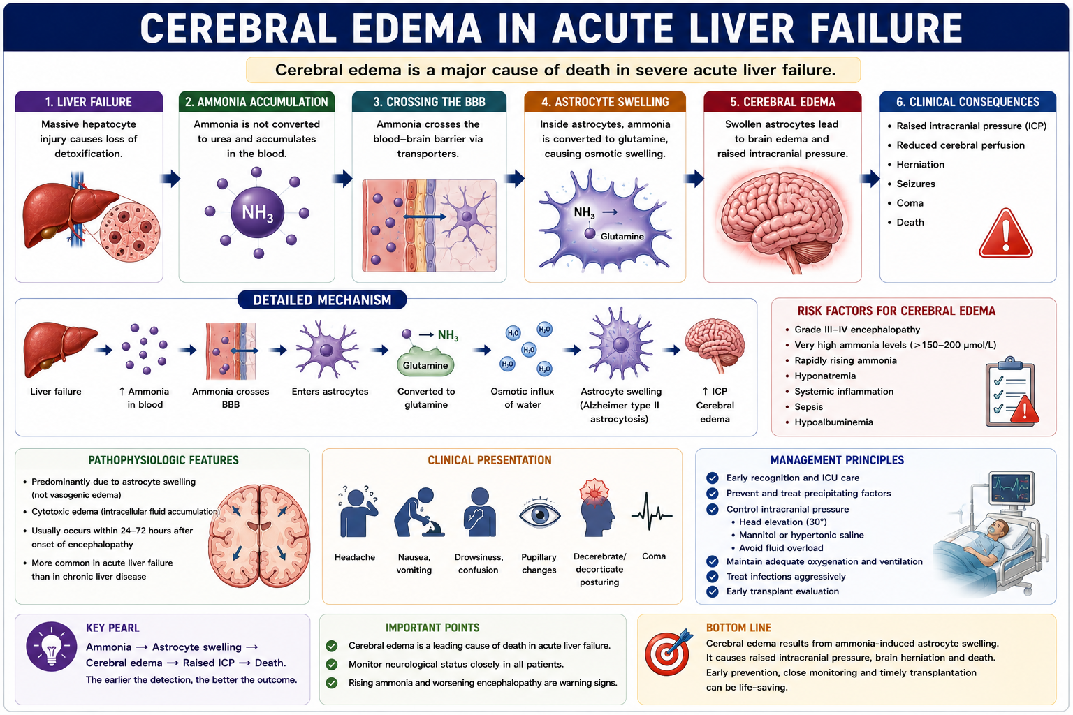 Cerebral edema in acute liver failure caused by ammonia accumulation astrocyte swelling and raised intracranial pressure