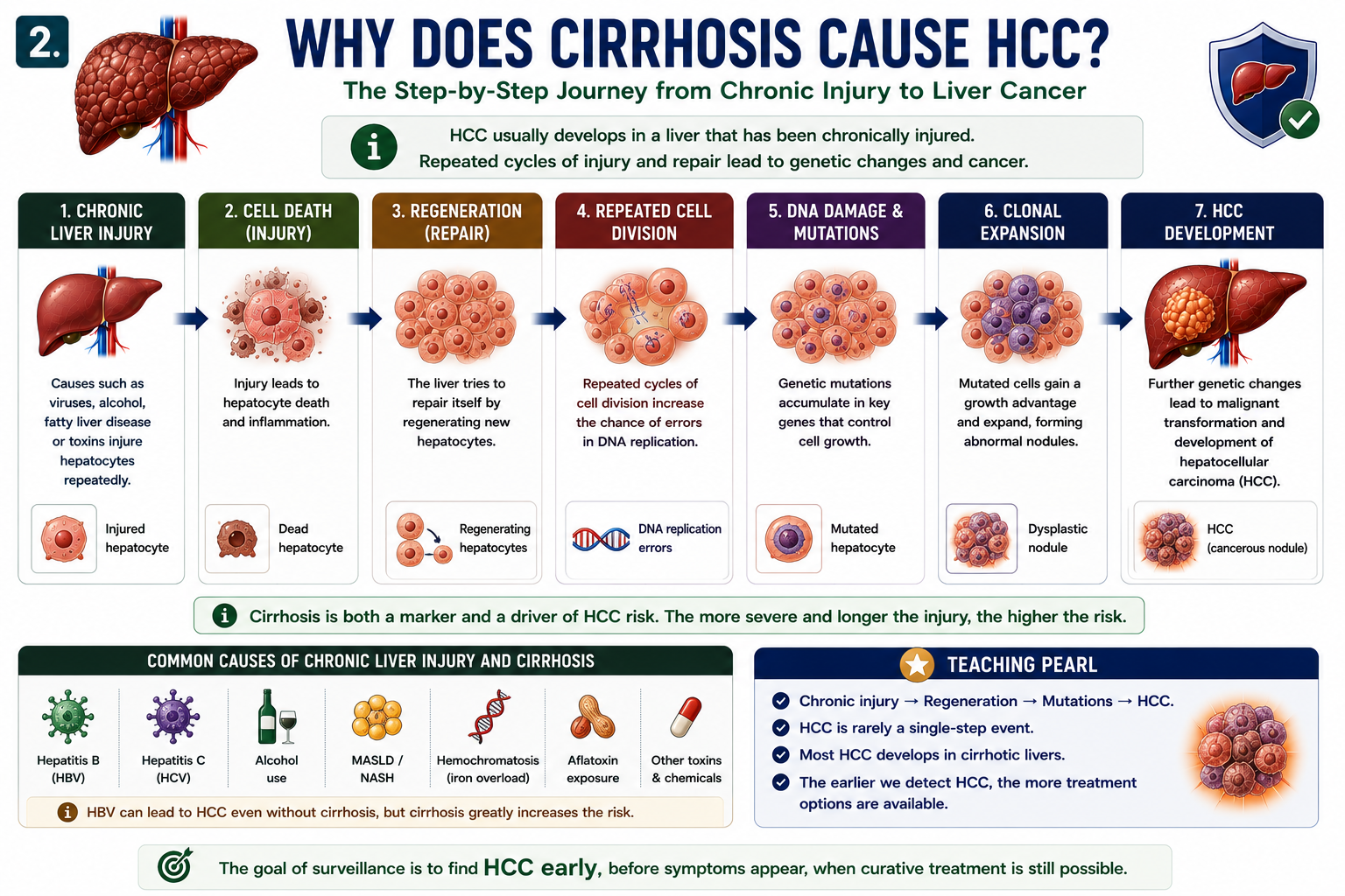 Cirrhosis causing hepatocellular carcinoma through chronic injury regeneration DNA damage mutations and malignant transformation