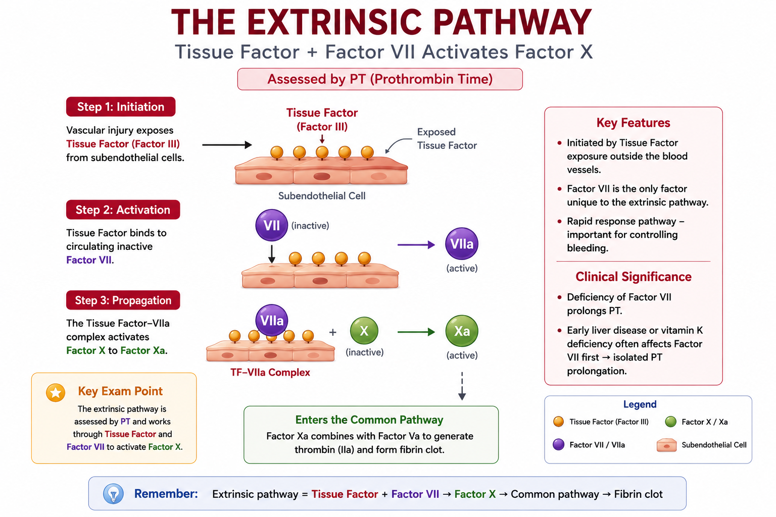Diagram of the extrinsic coagulation pathway showing tissue factor binding Factor VII to activate Factor X, assessed by PT