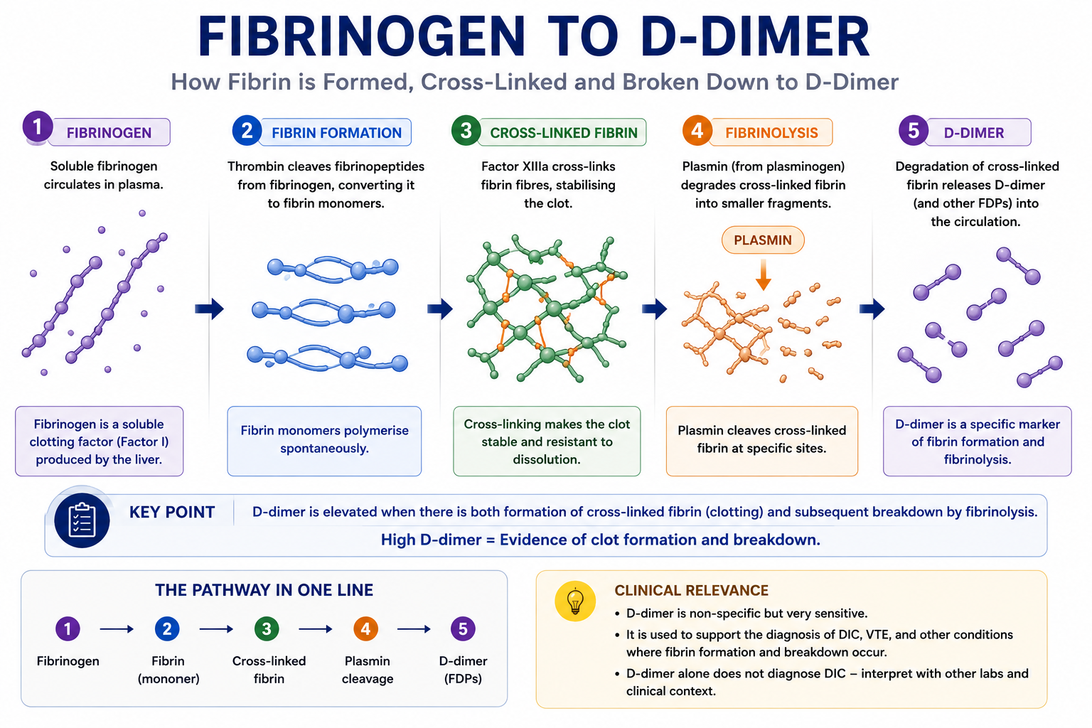 Diagram showing the pathway from fibrinogen to fibrin, cross-linking by Factor XIII, and generation of D-dimer by plasmin