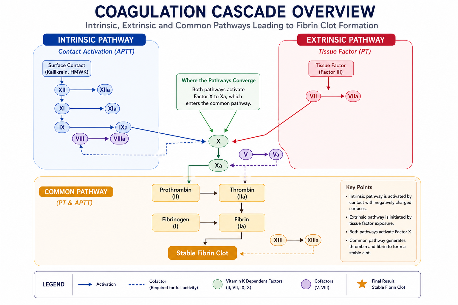 Coagulation Cascade Explained