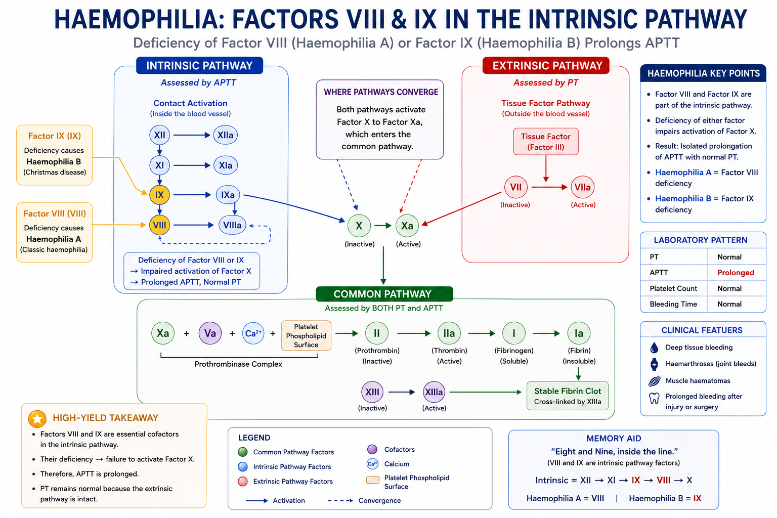 Coagulation cascade diagram highlighting Factor VIII and Factor IX within the intrinsic pathway and explaining why haemophilia prolongs APTT