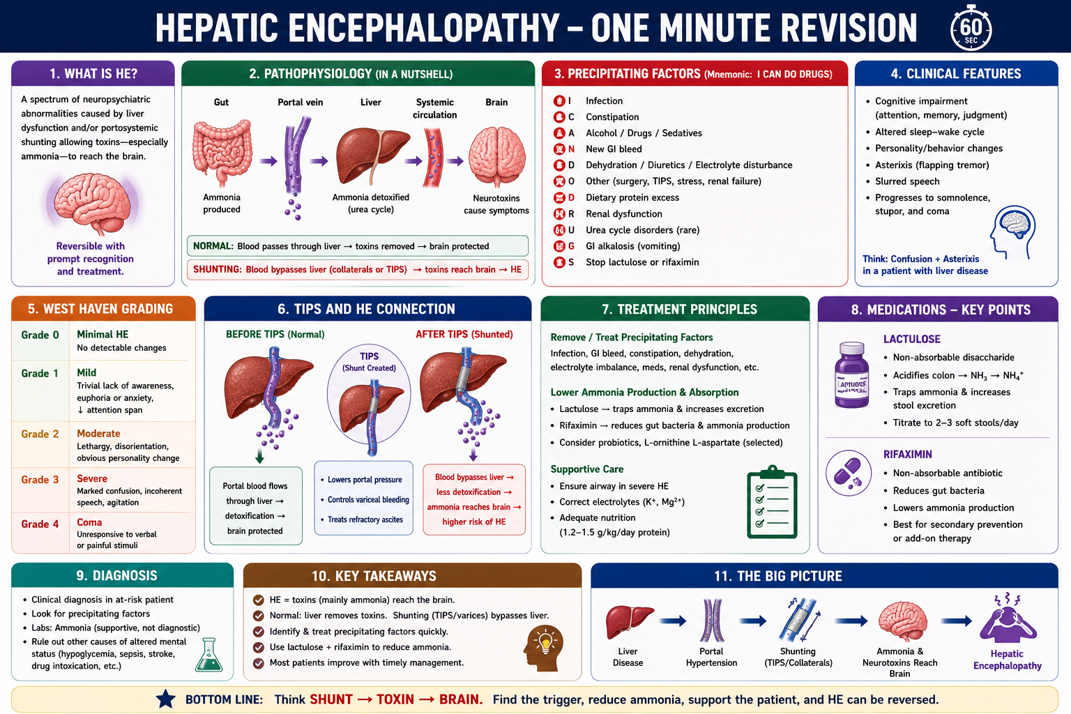 One-minute revision summary of hepatic encephalopathy showing cirrhosis and portosystemic shunting causing ammonia to reach the brain leading to HE Grades 0 to 4 with common triggers and treatment including lactulose and rifaximin