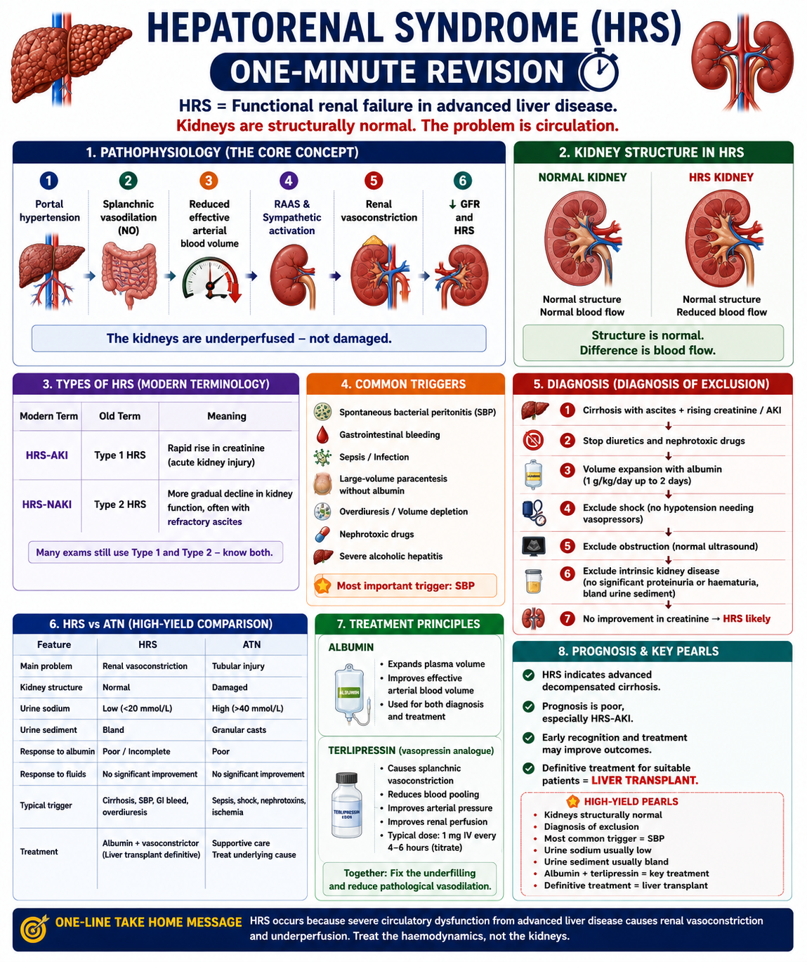 One-minute revision summary of HRS showing definition structurally normal kidneys haemodynamic cascade triggers diagnosis treatment and liver transplant