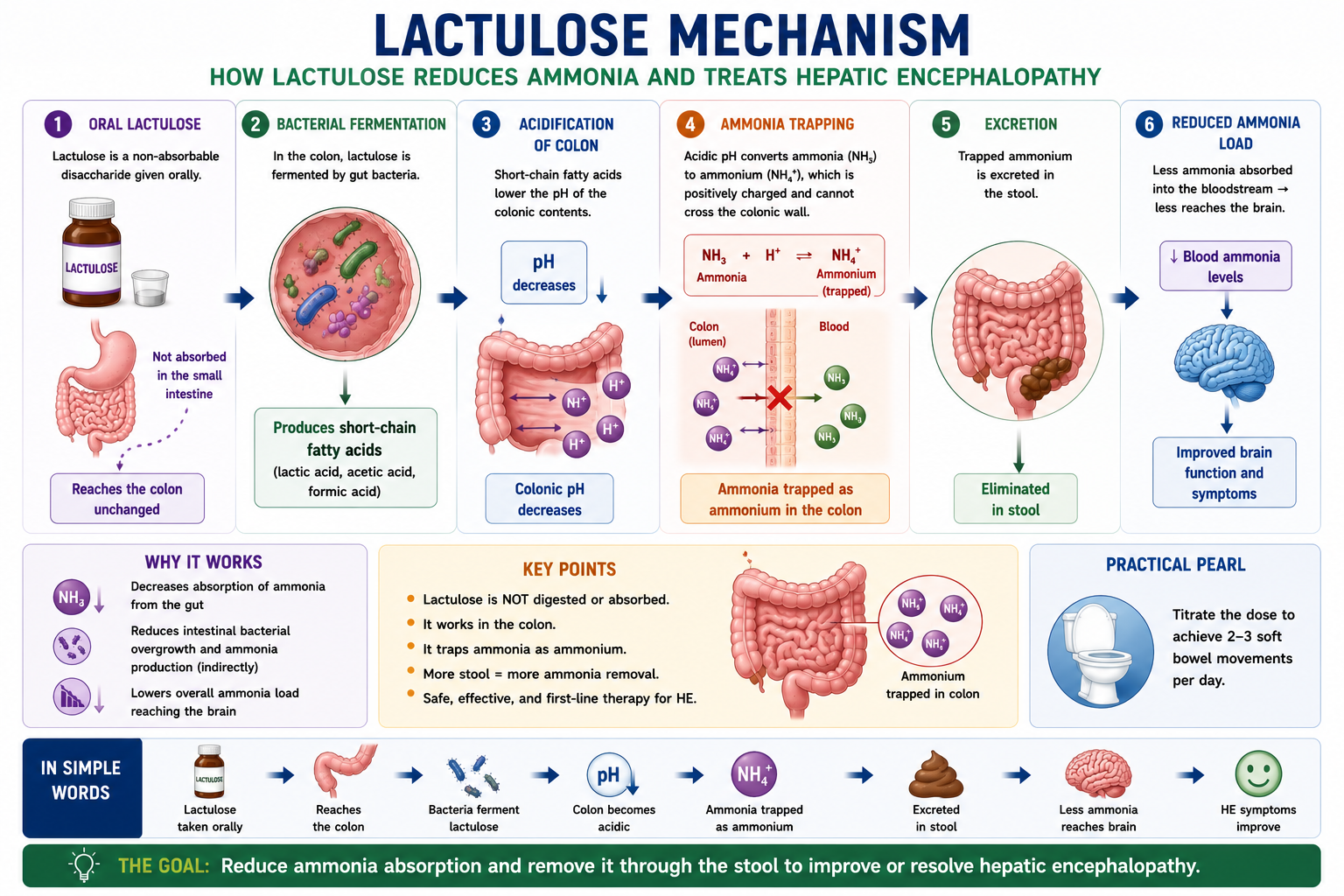 Diagram showing lactulose mechanism in hepatic encephalopathy: lactulose acidifies the colon converting ammonia NH3 to ammonium NH4 plus which is trapped in stool and excreted reducing blood ammonia and HE