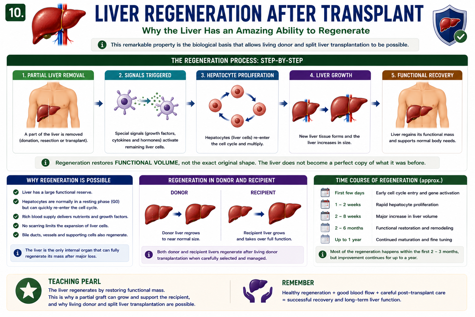 Liver regeneration after living donor transplant showing partial liver donation hepatocyte proliferation and restoration of liver volume