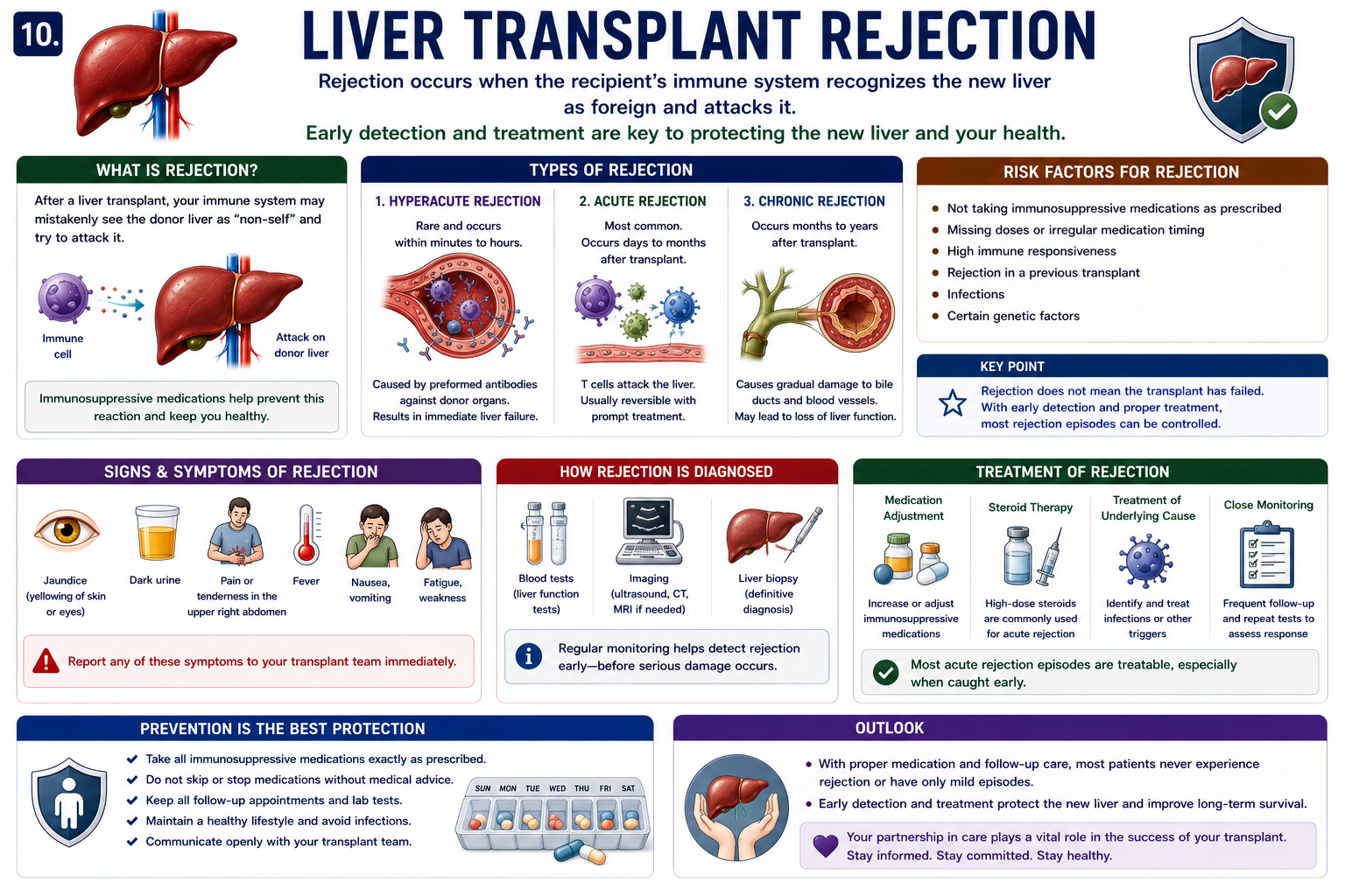 Liver transplant rejection showing donor liver immune recognition immune attack and graft injury