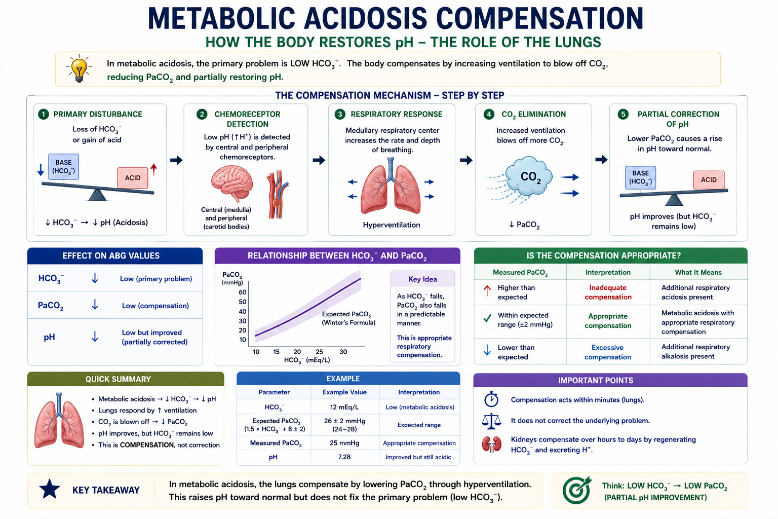 Respiratory compensation in metabolic acidosis showing increased ventilation lowering PaCO2