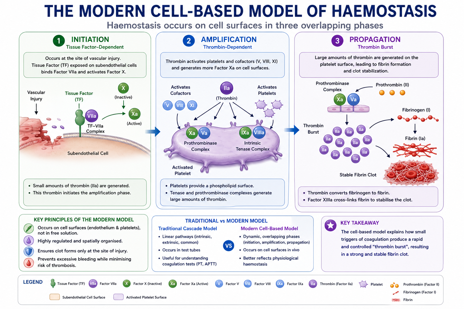Diagram showing the modern cell-based model of haemostasis with three phases: initiation on tissue factor-bearing cells, amplification, and propagation on platelet surfaces