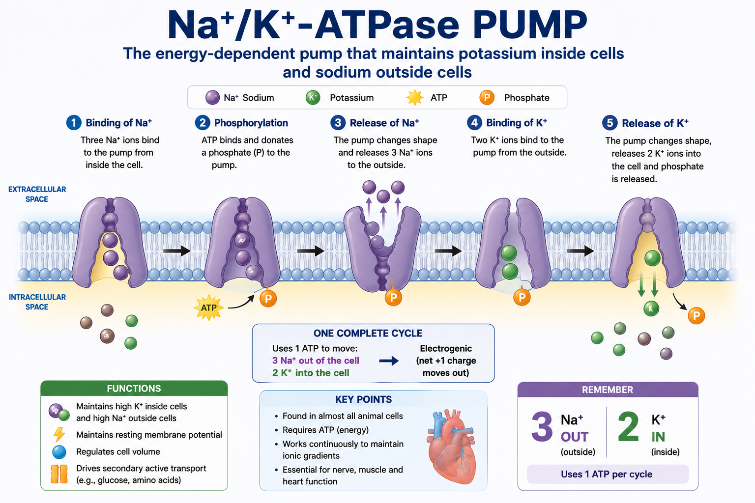 Mechanism of the sodium-potassium ATPase pump moving three sodium ions out and two potassium ions into the cell using ATP