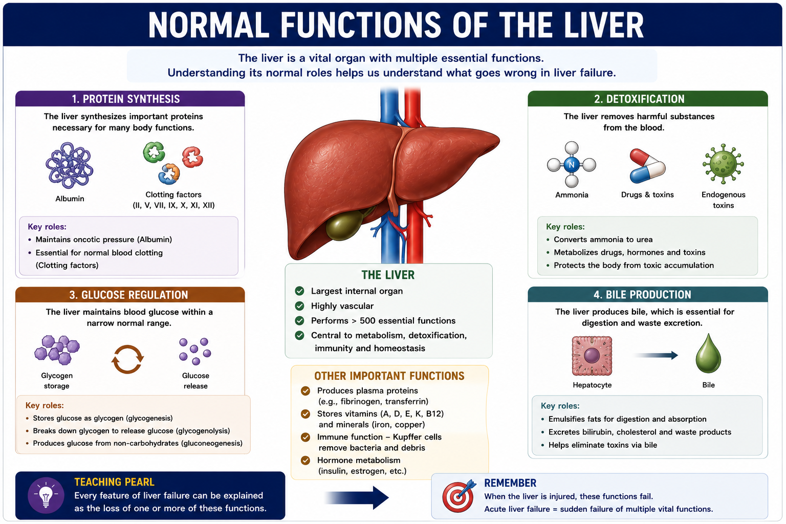 Normal functions of the liver including protein synthesis detoxification glucose regulation and bile production