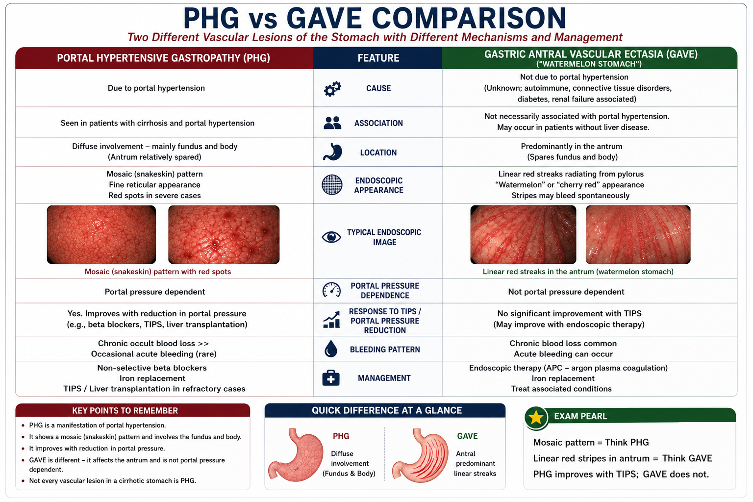 Side-by-side comparison of portal hypertensive gastropathy and gastric antral vascular ectasia showing diffuse mosaic pattern of PHG versus watermelon stripe pattern of GAVE confined to the antrum