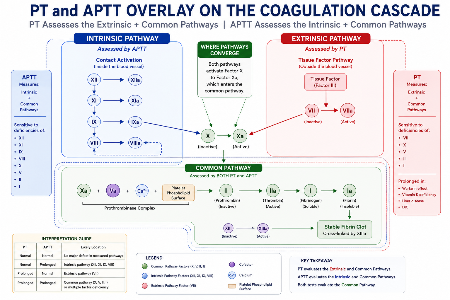 Diagram overlaying PT and APTT onto the coagulation cascade, showing PT covering the extrinsic and common pathways and APTT covering the intrinsic and common pathways