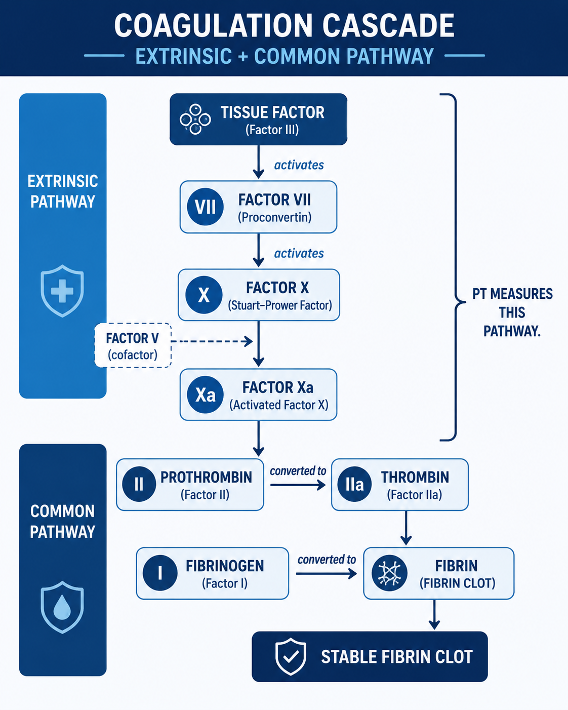 Diagram of extrinsic and common coagulation pathway tested by prothrombin time