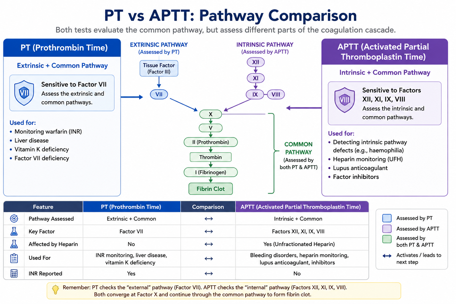Comparison diagram showing PT assessing the extrinsic pathway and APTT assessing the intrinsic pathway