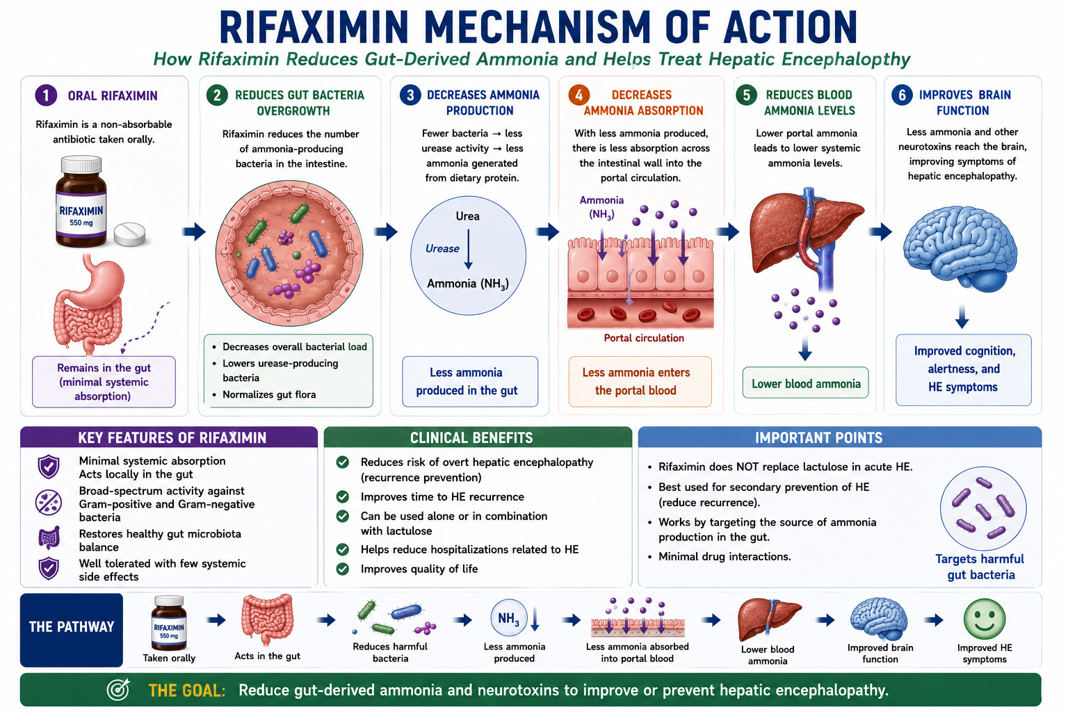 Diagram showing rifaximin mechanism in hepatic encephalopathy: rifaximin acts locally in the gut reducing urease-producing bacteria which decreases ammonia generation from protein digestion and lowers systemic ammonia