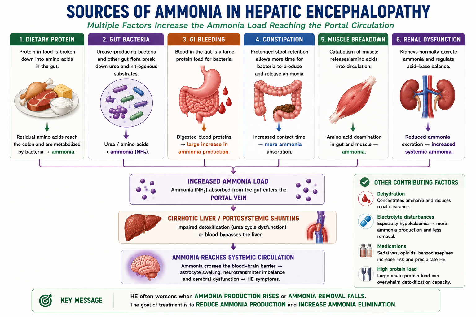 Infographic showing sources of ammonia in hepatic encephalopathy including dietary protein gut bacteria GI bleeding constipation muscle breakdown and renal dysfunction