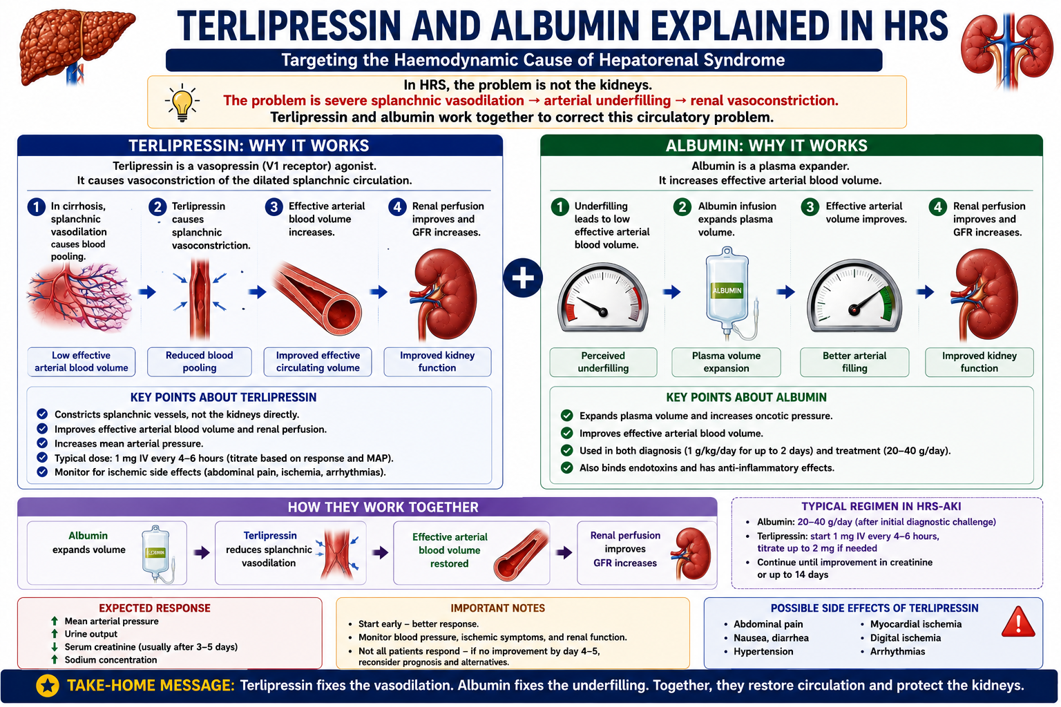 Diagram showing how terlipressin causes splanchnic vasoconstriction and albumin expands circulating volume working together to improve renal perfusion in HRS