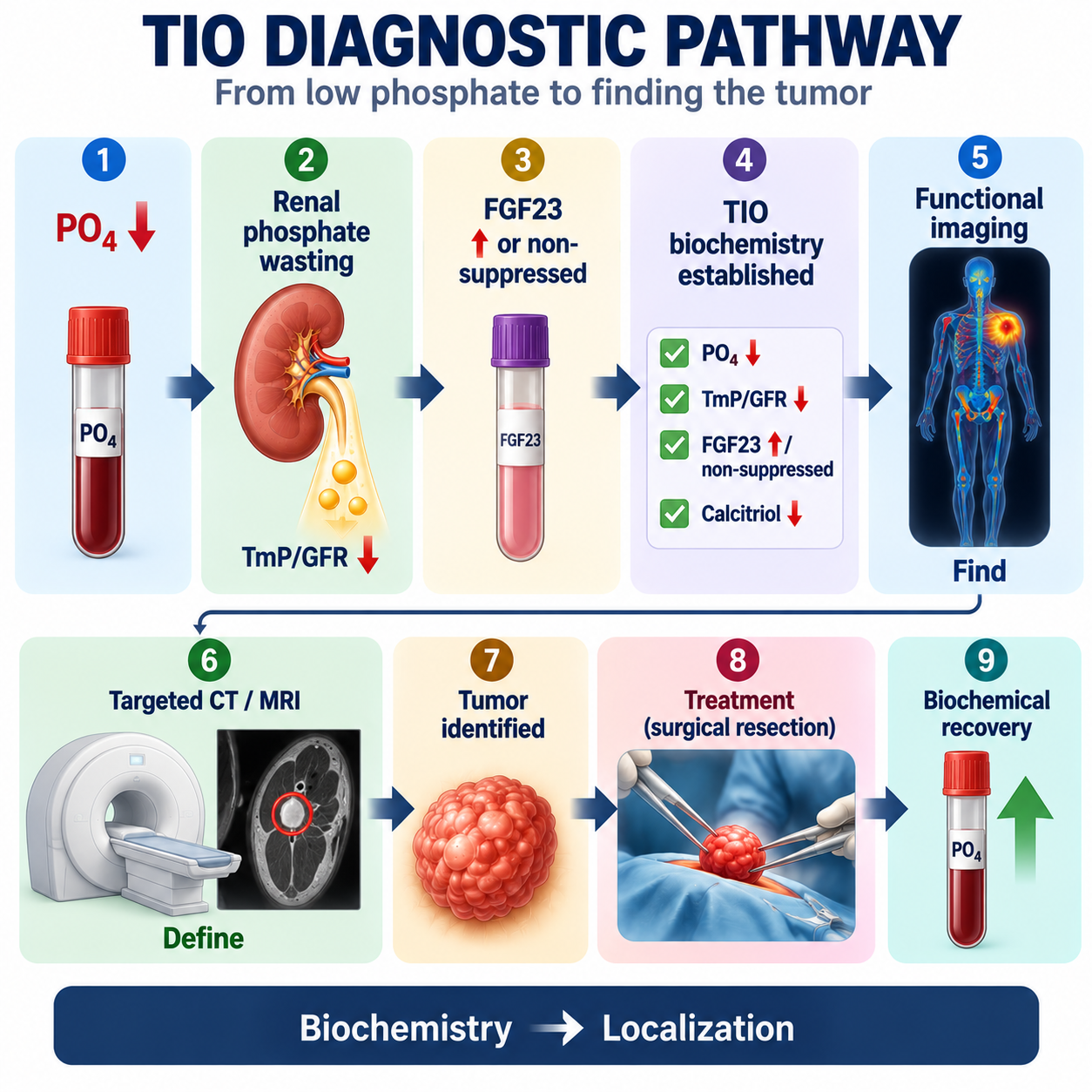 Diagnostic pathway showing low phosphate, renal wasting, FGF23 physiology, TIO, functional imaging, CT or MRI and tumor identification.