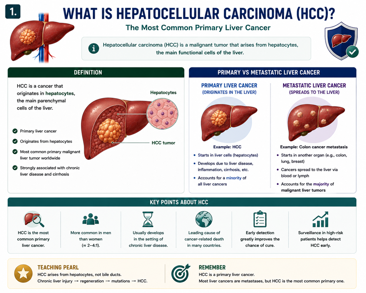 What is HCC showing malignant hepatocyte tumor arising as primary liver cancer compared with liver metastases