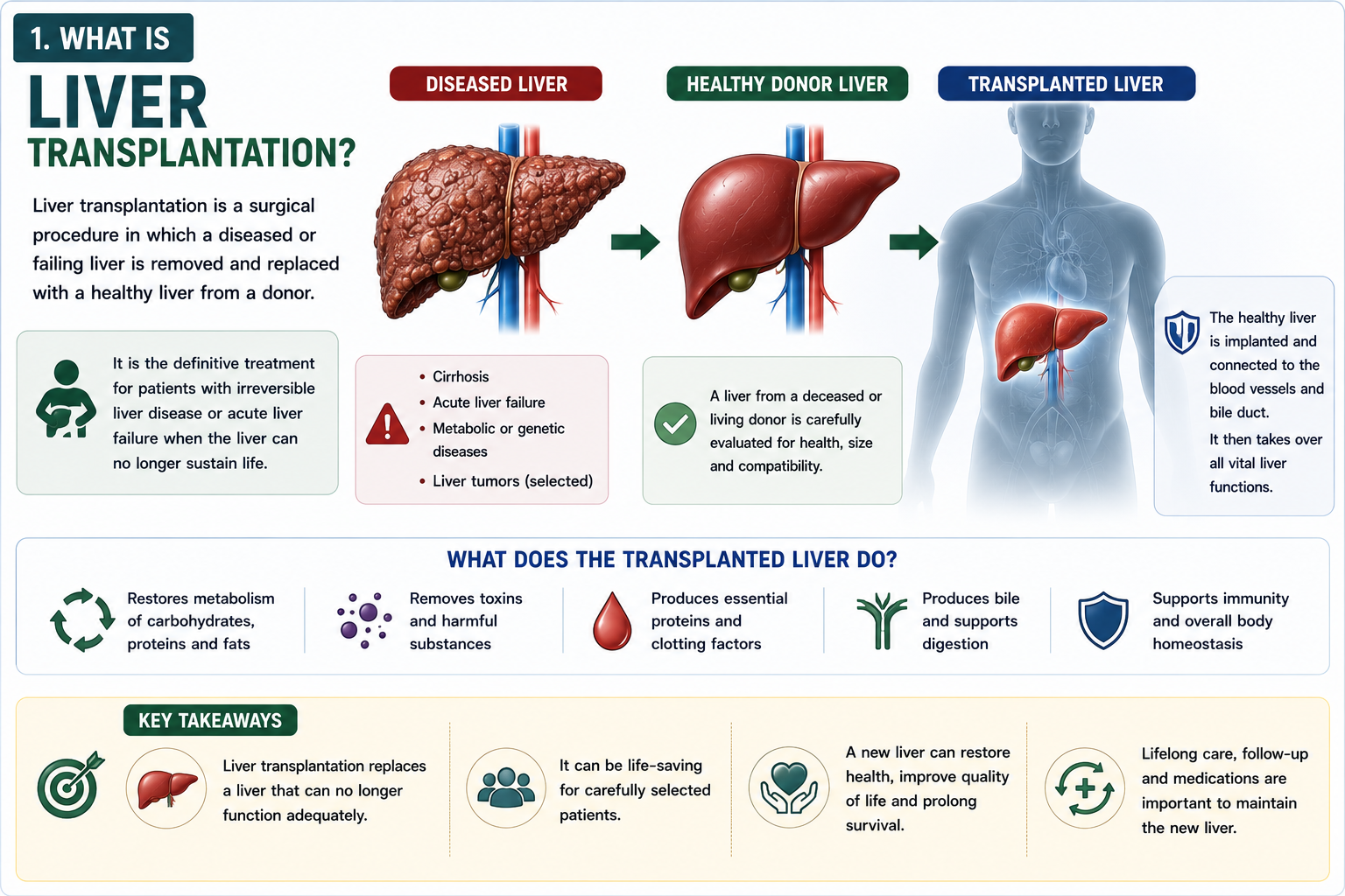 What liver transplantation is showing diseased liver removal and healthy donor liver replacement