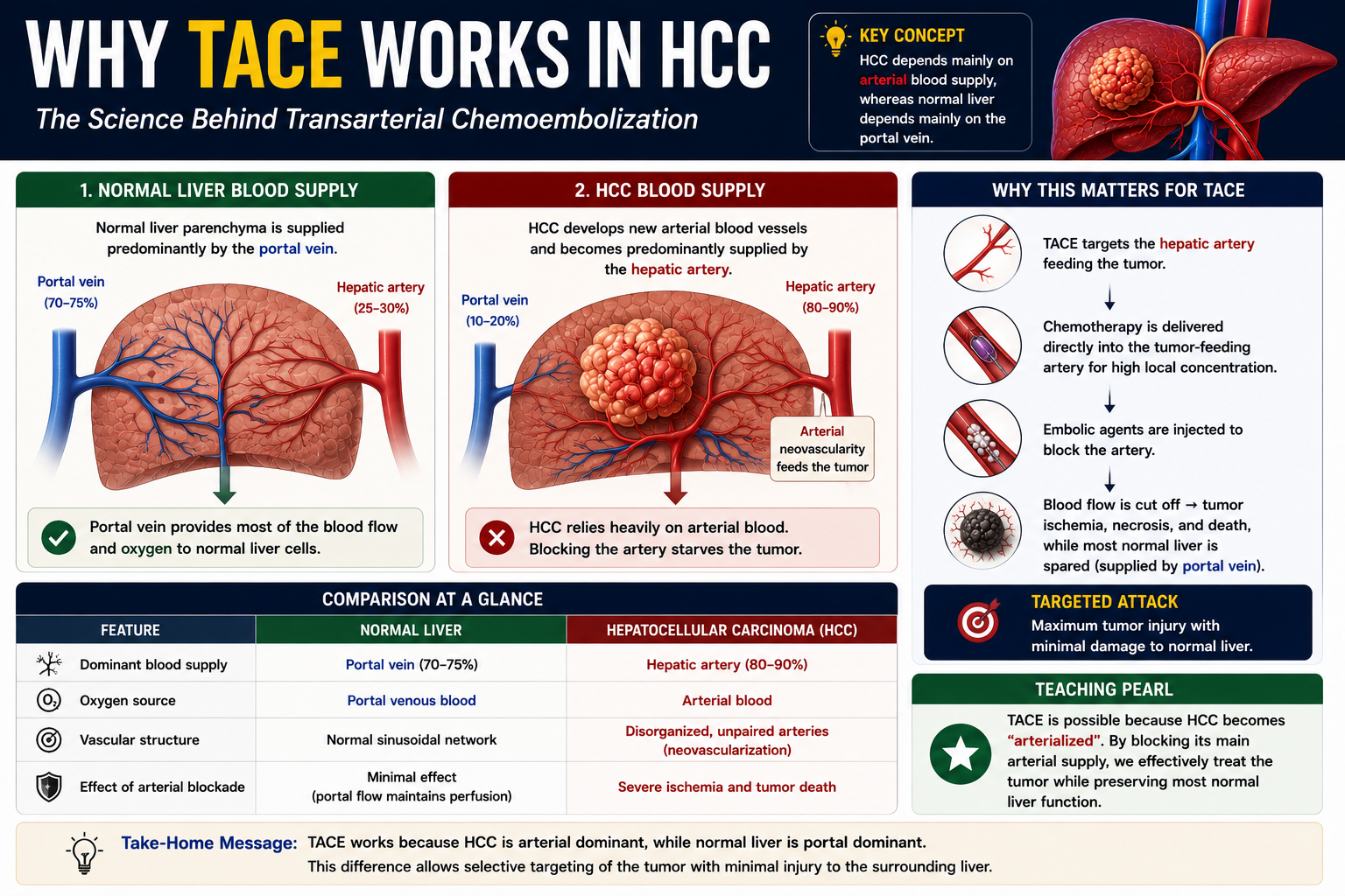 Why TACE works showing normal portal venous liver and arterial dominant HCC supplied by tumor arteries